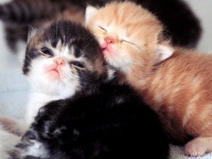 Buka Gambar » Foto » Dijual Anak Kucing Persia Dan Hi
