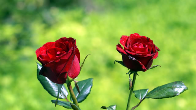 2-bunga-mawar-merah
