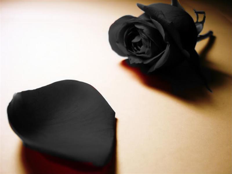 mawar-hitam.jpg
